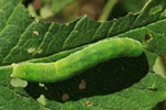 Gelbfleck-Waldschatteneule (Euplexia lucipara)