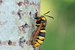 Hornissen-Glasflügler (Sesia apiformis)