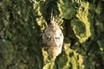 Buchenmotte/Sängerin (Diurnea fagella) - Weibchen