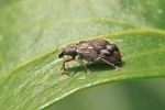Wellenbindiger Glanzrüssler (Polydrusus tereticollis)
