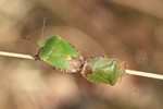 Grüne Stinkwanzen (Palomena prasina)