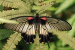 Papilio memnon/Großer Mormone/Great Mormon - Weibchen