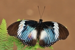 Hypolimnas salmacis/Blaues Diadem/Blue Diadem
