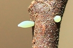 Zitronenfalter (Gonepteryx rhamni) - Frisch gelegte Eier