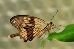 Papilio dardanus/O.d.N./Flying Handkerchief