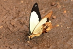 Papilio dardanus/O.d.N./Flying Handkerchief