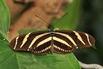 Heliconius charitonius/Zebra-Passionsfalter/Zebra Longwing