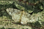 Weißfleck-Rindenspanner (Parectropis similaria)