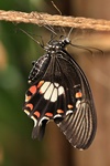 Papilio polytes/Kleiner-/Gemeiner Mormon/Common Mormon - Frisch geschlüpftes Weibchen