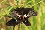 Papilio polytes/Kleiner-/Gemeiner Mormon/Common Mormon