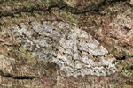 Zackenbindiger Rindenspanner (Ectropis crepuscularia)