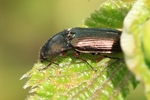 Glanzschnellkäfer (Selatosomus aeneus)