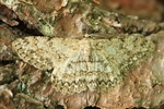 Aschgrauer Rindenspanner (Hypomecis punctinalis)