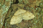 Anemonen-Blattspanner (Mesotype didymata)