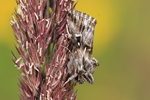 Möndcheneule (Calophasia lunula)