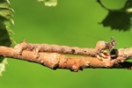 Federfühler-Herbstspanner (Colotois pennaria) 