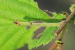 Gebüsch-Grünspanner (Hemithea aestivaria)