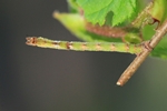 Gebüsch-Grünspanner (Hemithea aestivaria)