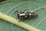 Zehnfleckiger- oder Licht-Marienkäfer (Calvia decemguttata) - Larve
