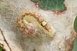 Großkopf-Rindeneule (Acronicta megacephala)