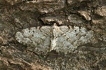 Grauer Erlen-Rindenspanner (Aethalura punctulata)
