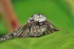 Birkenspanner (Biston betularia)