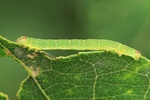 Schwarzrandspanner (Lomaspilis marginata)
