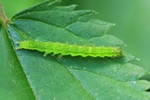 Nessel-Schnabeleule (Hypena proboscidalis)