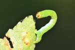 Schattenbinden Weißspanner (Lomographa temerata)