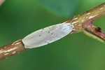 Mausgraues Flechtenbärchen (Pelosia muscerda)