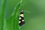 Birken-Faulholzmotte (Eratophyes amasiella)