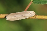 Mausgraues Flechtenbärchen (Pelosia muscerda)