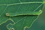 Schwarzrandspanner (Lomaspilis marginata)