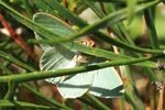 Steppenheiden- oder Waldheiden-Grünspanner (Chlorissa viridata oder cloraria)
