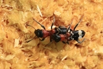 Ameisen-Buntkäfer (Thanasimus formicarius)