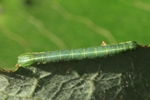 Kiefernspanner (Bupalus piniaria)