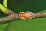 Kleiner Schneckenspinner (Heterogenea asella)