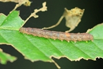 Bogenlinien-Spannereule (Herminia grisealis)