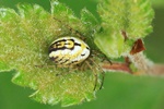 Streifenkreuzspinne (Mangora acalypha)