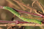 Karden-Sonneneule (Heliothis viriplaca)