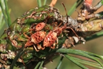 Amerikanische Kiefernwanze (Leptoglossus occidentalis) - Larven