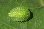Großer Schneckenspinner (Apoda limacodes)