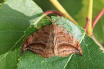 Erlen-Sichelflügler (Drepana curvatula)