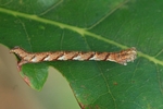 Gelbroter Eichen-Gürtelpuppenspanner (Cyclophora quercimontaria)