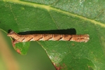 Gelbroter Eichen-Gürtelpuppenspanner (Cyclophora quercimontaria)