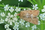 Moorwiesen-/Rötliches Halmeulchen (Oligia fasciuncula)
