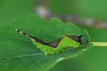 Großer Gabelschwanz (Cerura vinula) - Jungraupe