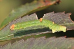 Gelbspanner (Opisthograptis luteolata)
