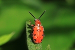 Zwölfpunkt-Spargelkäfer (Crioceris duodecimpunctata)