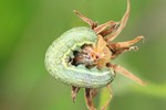 Hasenlatticheule (Hecatera bicolorata)
